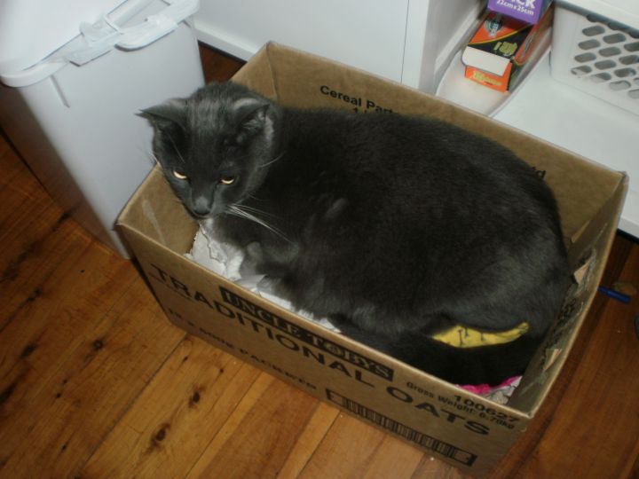 Freya at home in a favourite box