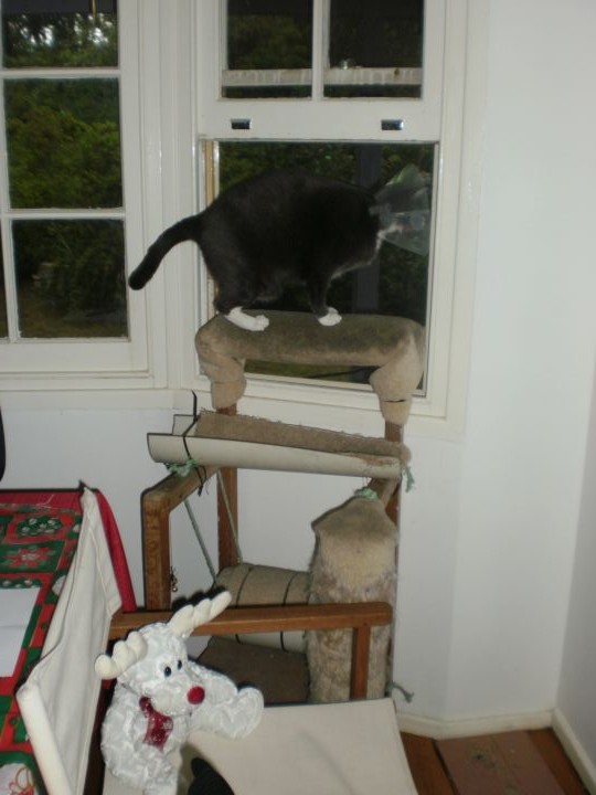 Freya on top of the world - or at least her favourite viewing platform