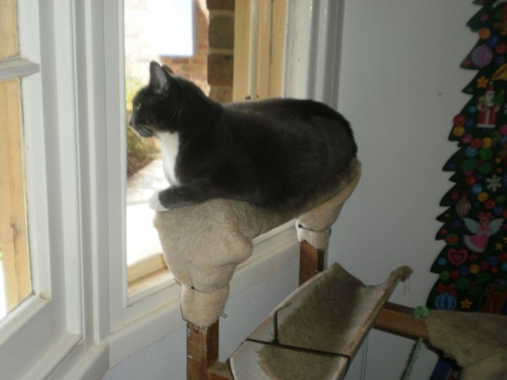 Freya surveying the outside world from a favourite position