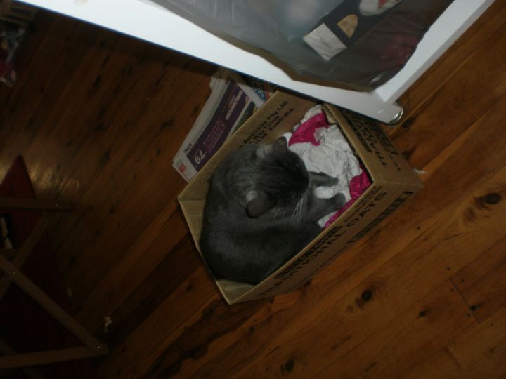 Freya trying her box on for size