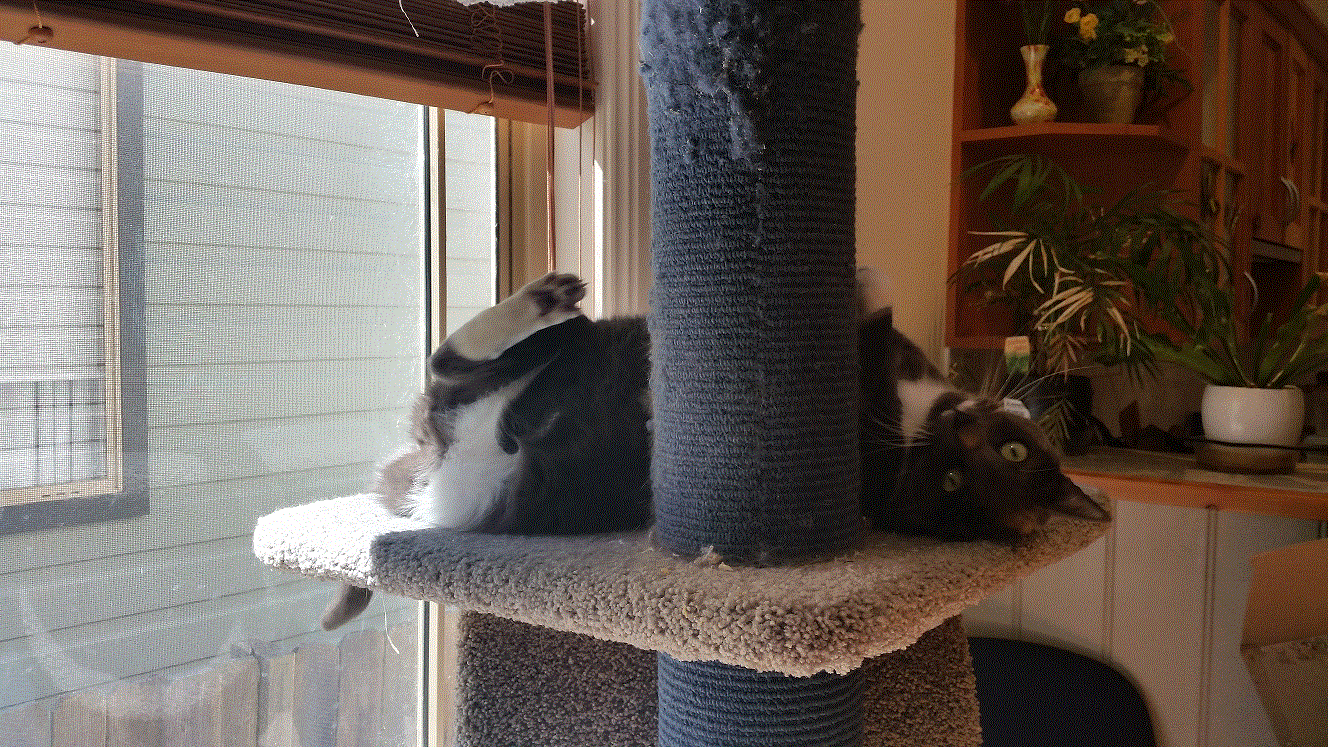 And attacking the pole of the cat tree